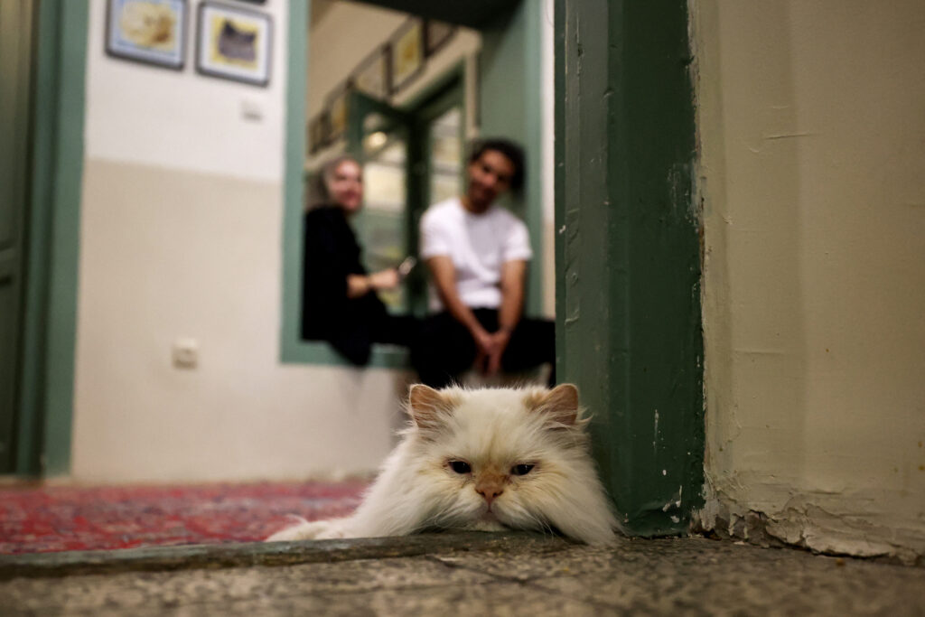 People visit the "meowseum", a privately funded cat museum and cafe where some 30 friendly felines roam freely throughout the exhibition space, in Tehran, on May 30, 2023. (Photo by ATTA KENARE / AFP)