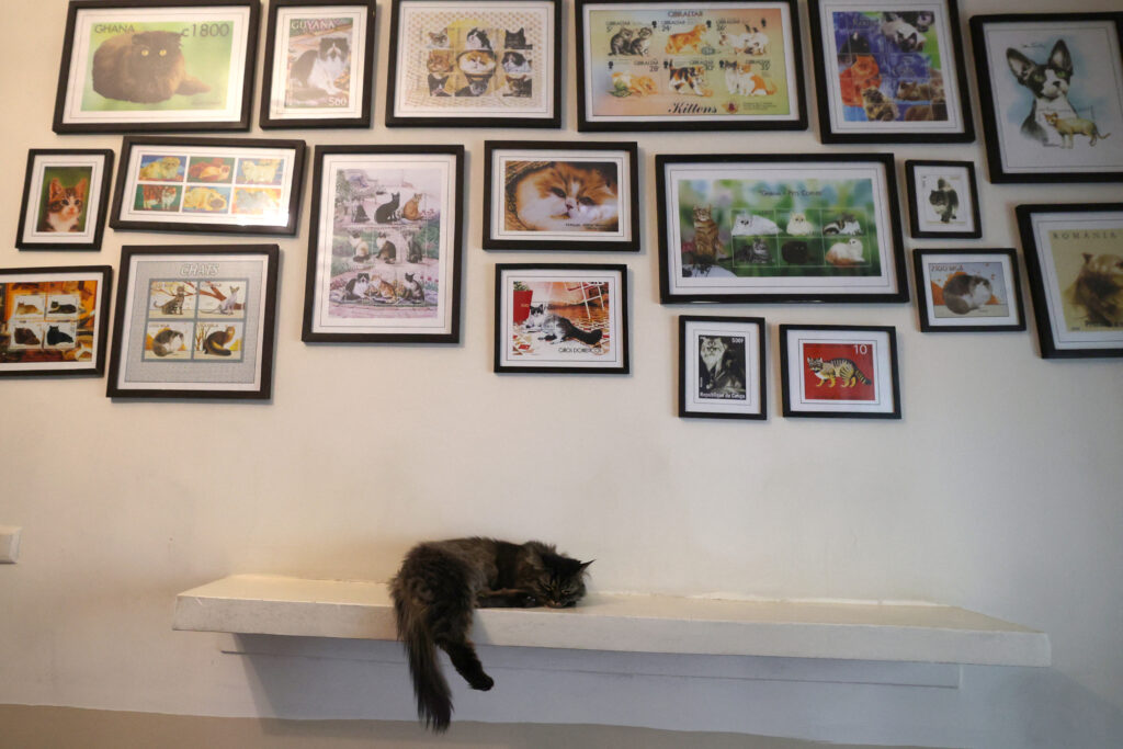 A cat rests at the "meowseum", a privately funded cat museum and cafe where some 30 friendly felines roam freely throughout the exhibition space, in Tehran, on May 30, 2023. (Photo by ATTA KENARE / AFP)