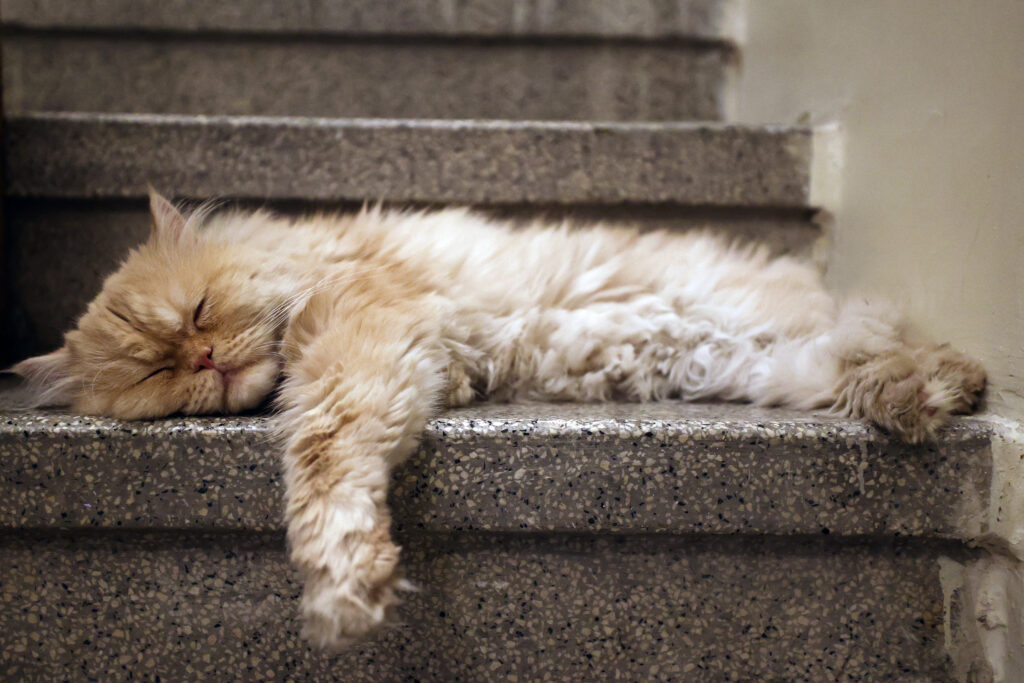 A persian cat sleeps at the "meowseum", a privately funded cat museum and cafe where some 30 friendly felines roam freely throughout the exhibition space, in Tehran, on May 30, 2023. (Photo by ATTA KENARE / AFP)