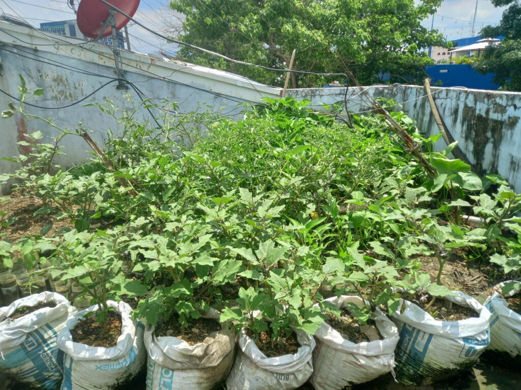 Some vegetables are now growing in a mini garden located at the rooftop of the Mandaue City Fire Station.