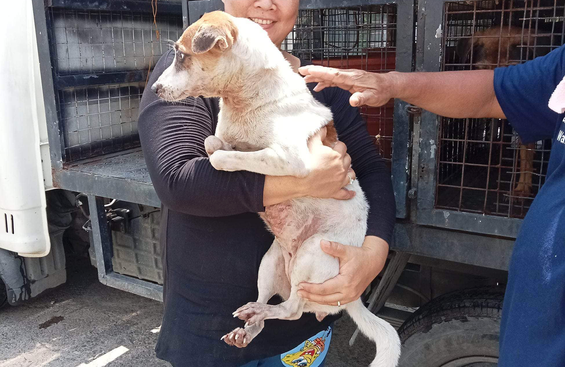 8 dogs rescued from abandoned shelter in Adlaon got adopted
