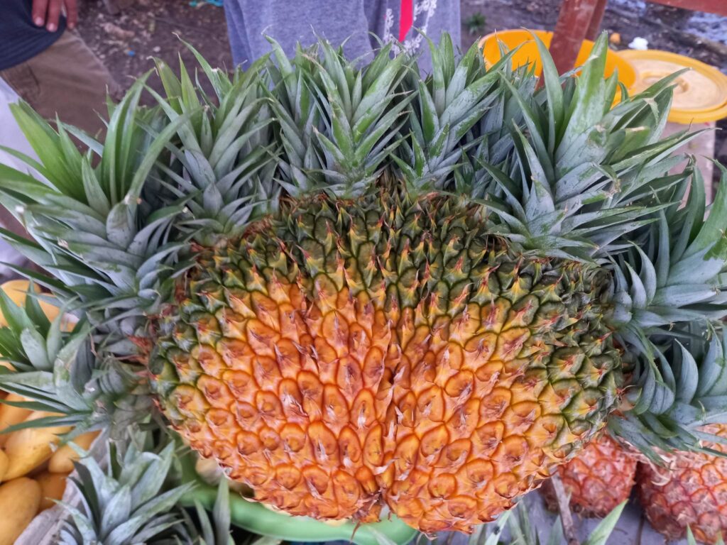 odd-looking pineapple