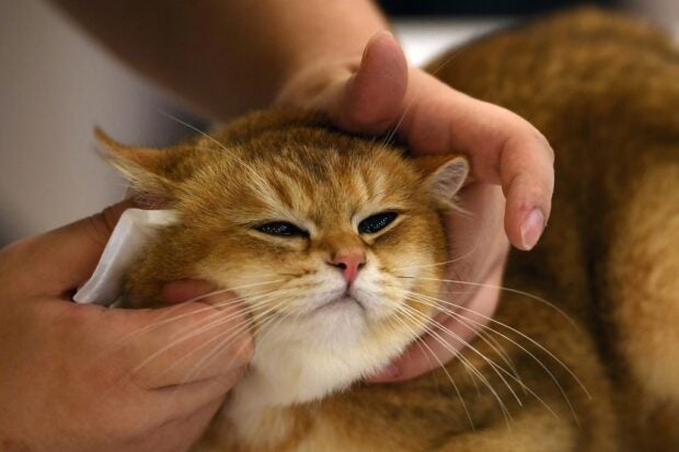 Hurt felines: Japanese app aims to detect cat pain. This photo taken on April 1, 2023 shows a cat being groomed at the WCF International Cat Show in Hanoi. (Photo by Nhac NGUYEN / AFP)