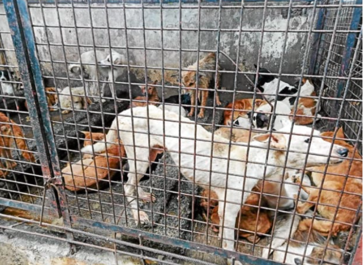 Dr. Jessica Maribojoc, Department of Veterinary Medicine and Fisheries (DVMF) head, appeals to dog lovers, who would want to adopt the rescued animals from Barangay Adlaon in Cebu City, to get them before or on Monday, June 5, because after that time they would be euthanized. | Photo courtesy of MYTV