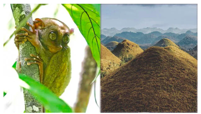 Bohol’s beauty makes it first Unesco global geopark in PH. BUT THERE’S MORE | The province long famous for its tarsier residents and Chocolate Hills definitely has more to offer, and the new Unesco recognition should entice tourists and naturelovers to find out for themselves. (Photos courtesy of UNESCO)