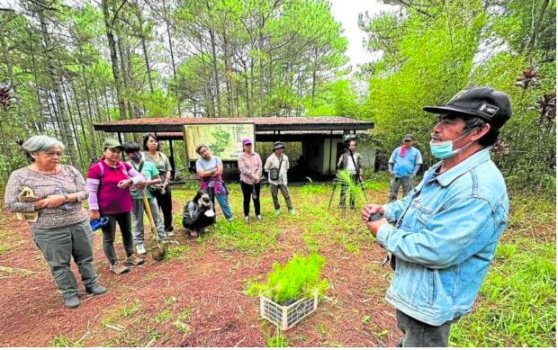 FUN IN THE FOREST | Participants in the May 22 revival of Baguio’s “Eco Walk” are briefedabout pine trees and later joined parlor games like finding the longest pine needle at Busol. (Photo by JOEL ARTHUR TIBALDO / Contributor)