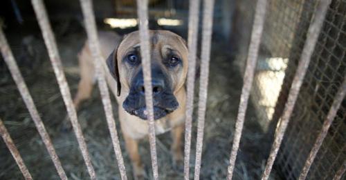 Photo of a caged dog for story: ‘Extreme’ Indonesian market ends dog, cat meat trade