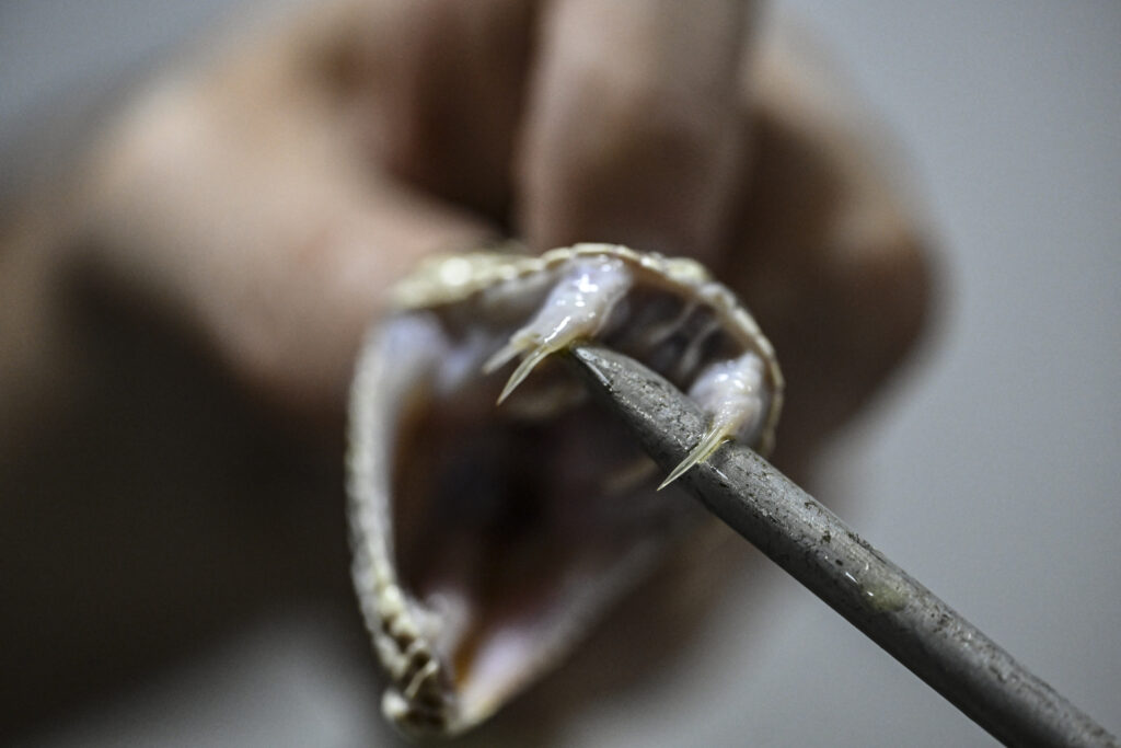 snakebite treatment Cebu