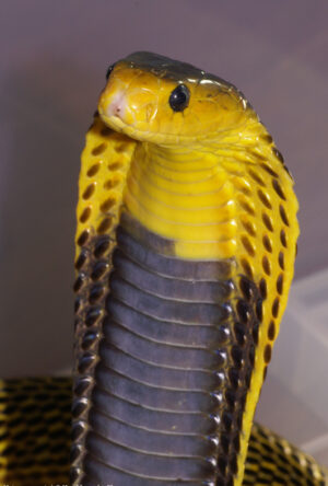 cobras philippines