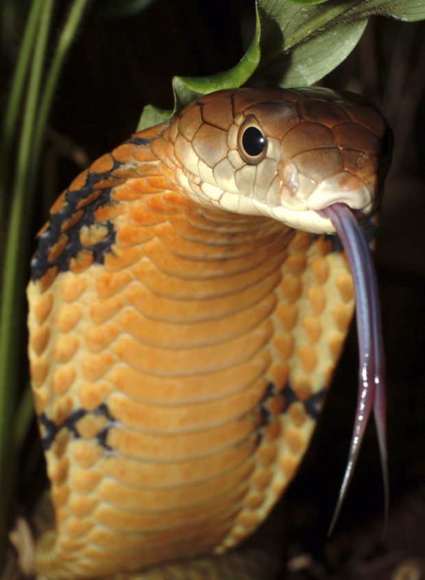[FILE PHOTO] King Cobra - AFP PHOTO