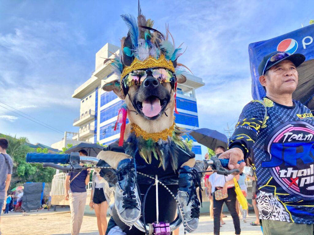 Princess Bulldog: The adorable festival spectator