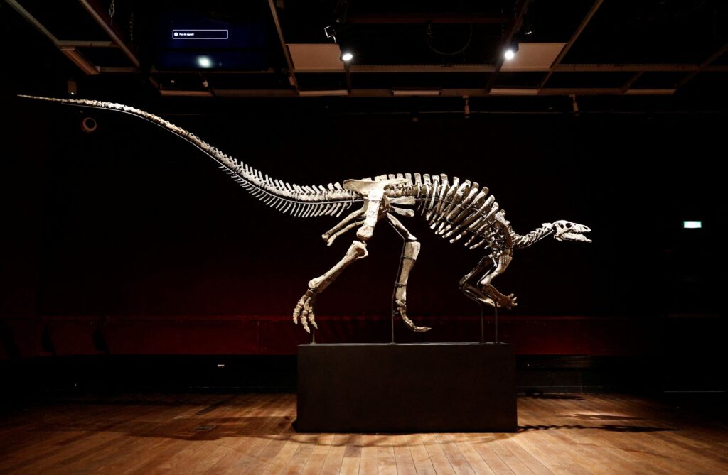 The skeleton of an adult dinosaur named Barry, a large specimen of Camptosaurus from the end of the Jurassic period, roughly 150 million years ago, with remarkable preservation and one of the most complete skulls ever documented for the specie, is on display at Drouot auction house in Paris, France, September 12, 2023. REUTERS/Abdul Saboor/File Photo