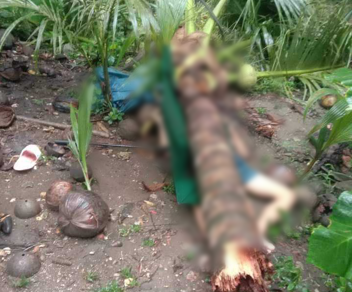 Teenager crushed coconut tree