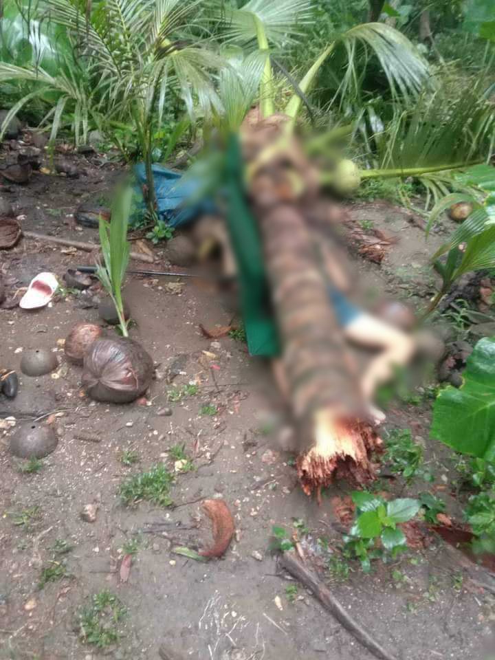 Teenager crushed to death by coconut tree in Sogod, Cebu. In photo is the 16-year-old boy, who was found dead while pinned under a coconut tree in Sogod, Cebu on Thursday morning, September 21, 2023. | Contributed photo via Paul Lauro