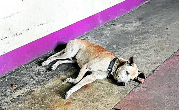 Aspin, who waited for his dead master for a year outside morgue, has finally moved on. In photo is Morgan waiting outside the morgue of the Manila Central University Hospital where he last saw his master. (Photo from the Animal Kingdom Foundation)