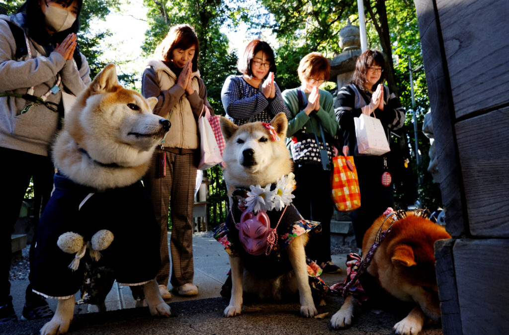 dogs Japan