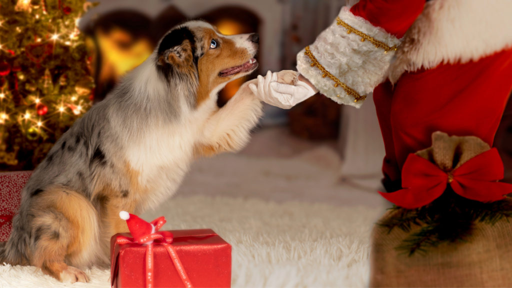 Paws and Claus: Checklist for Pet Gifts This Christmas