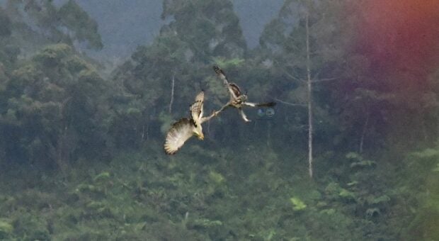 Philippine eagle courtship