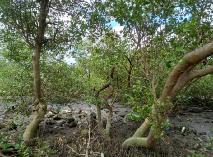 mangrove umapad