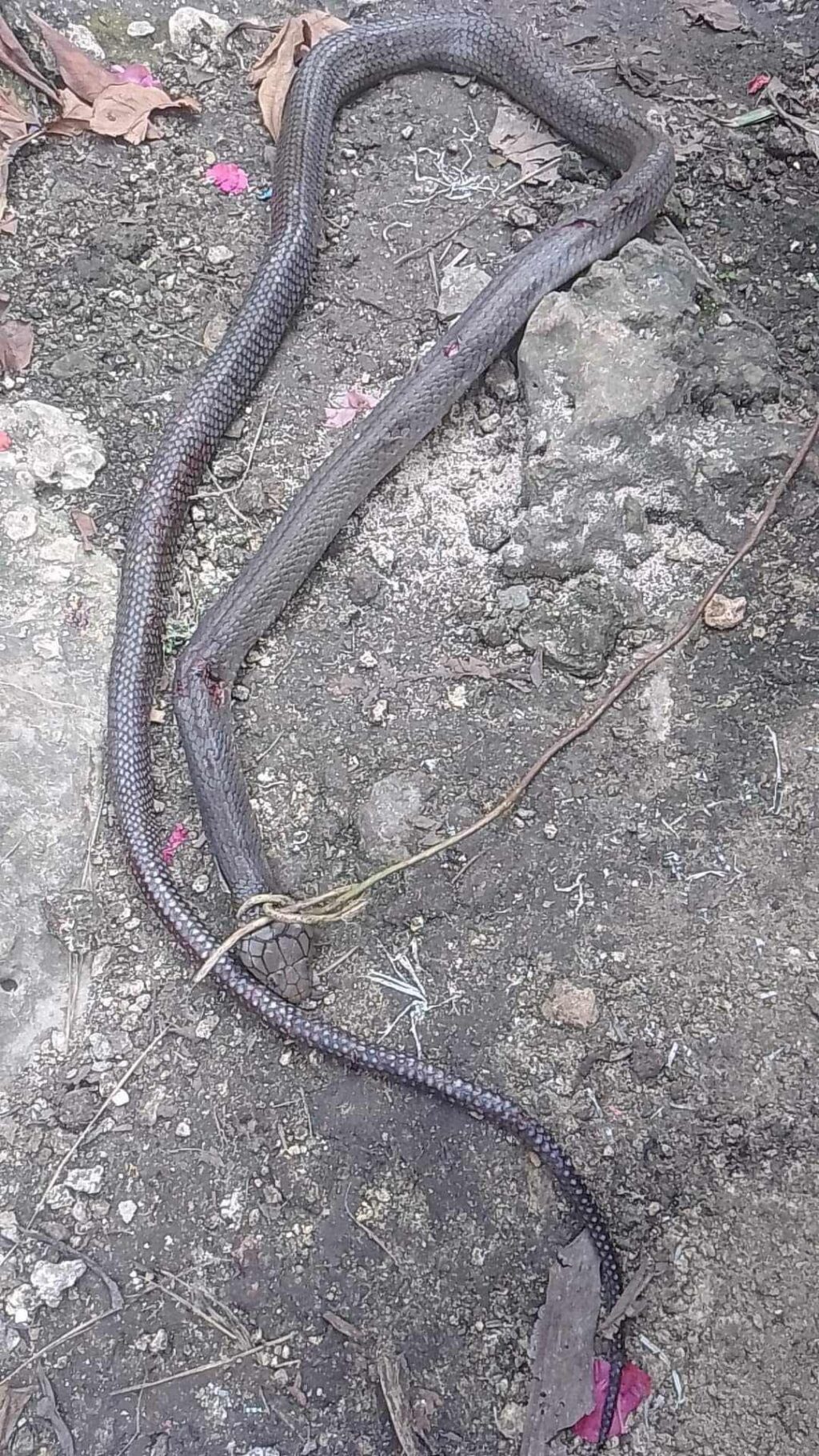 King cobra or banakon spotted in Badian town last December 29.