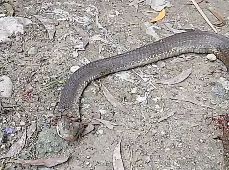 Another king cobra alarms residents in San Fernando