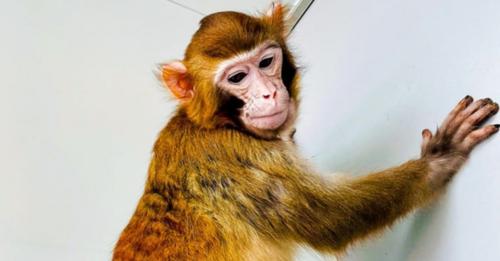 China’s first-ever rhesus monkey clone.