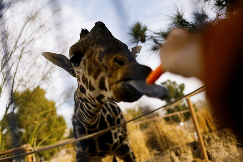 Benito the lonely giraffe of Mexico