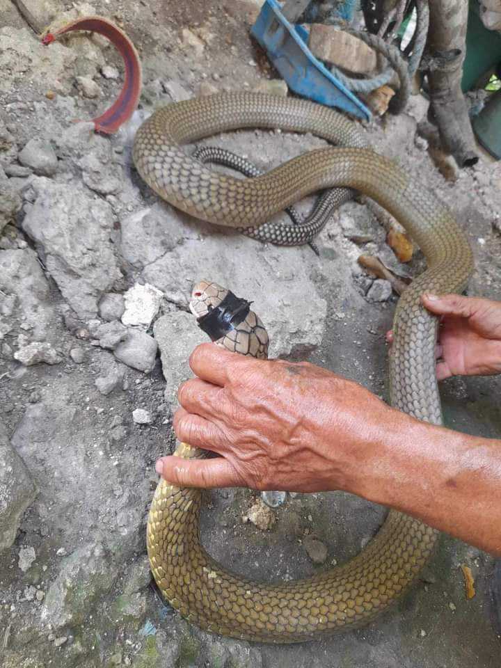 TIMELINE: The unprecedented sightings of king cobras in Cebu