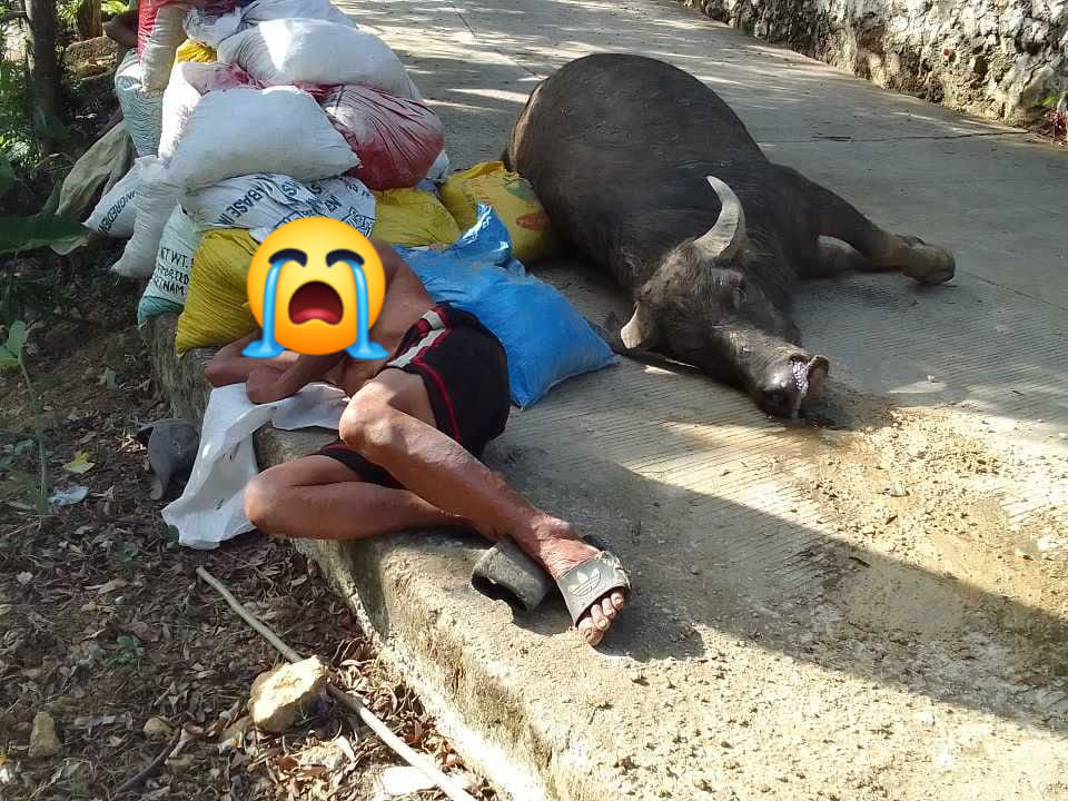 naga city death animals