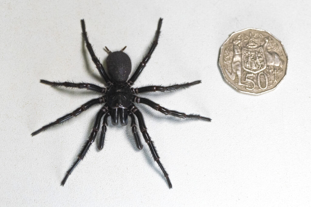 'Hercules' spider. In this Dec. 10, 2023 photo supplied by the Australian Reptile Park, a male specimen of the Sydney funnel-web spider, the world's most poisonous arachnid, has been found and donated to the Australian Reptile Park, north of Sydney. The spider, given the name "Hercules", measured 7.9 centimeters (3 inches) from foot to foot, surpassing the park's previous record-holder from 2018, the male funnel-web named "Colossus" and will be used in the reptile park's antivenom program. (Caitlin Vine/Australian Reptile Park via AP)