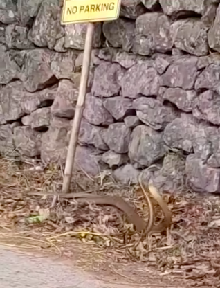 TIMELINE: The unprecedented sightings of king cobras in Cebu. In photo are 2 king cobras are seen in Barangay Busay in Cebu City. | screengrab from video taken by Brian Surbano via Futch Anthony Inso