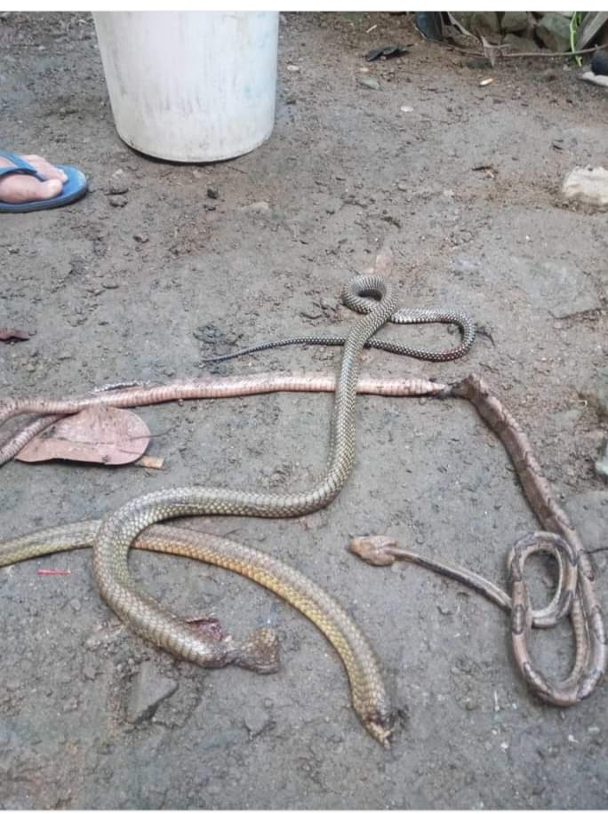 2 King Cobras killed in Cebu City