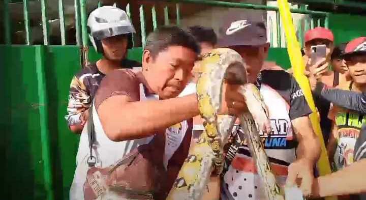 A 3-meter long python is caught after it was brought down atop an electric post this morning, in Barangay Umapad, Mandaue City. | Paul Lauro