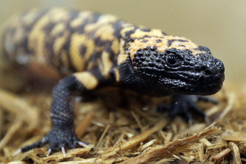 Colorado man dead after a pet Gila monster bite. FILE - A Gila monster is displayed at the Woodland Park Zoo in Seattle, Dec. 14, 2018. AP Photo File Photo