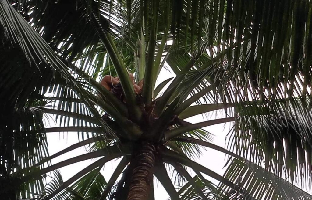 Argao man stays on top of coconut tree for over 24 hours