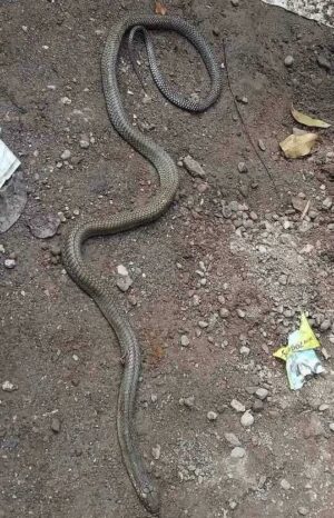 King cobra sighted in Naga City, Cebu | Cebu Daily News