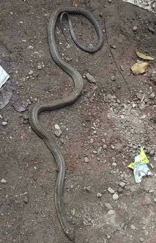 king cobra in Naga