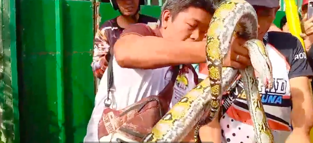 Python Mandaue. The python is caught and placed inside a sack.