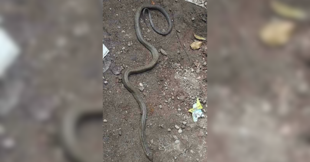 King cobra in Naga City