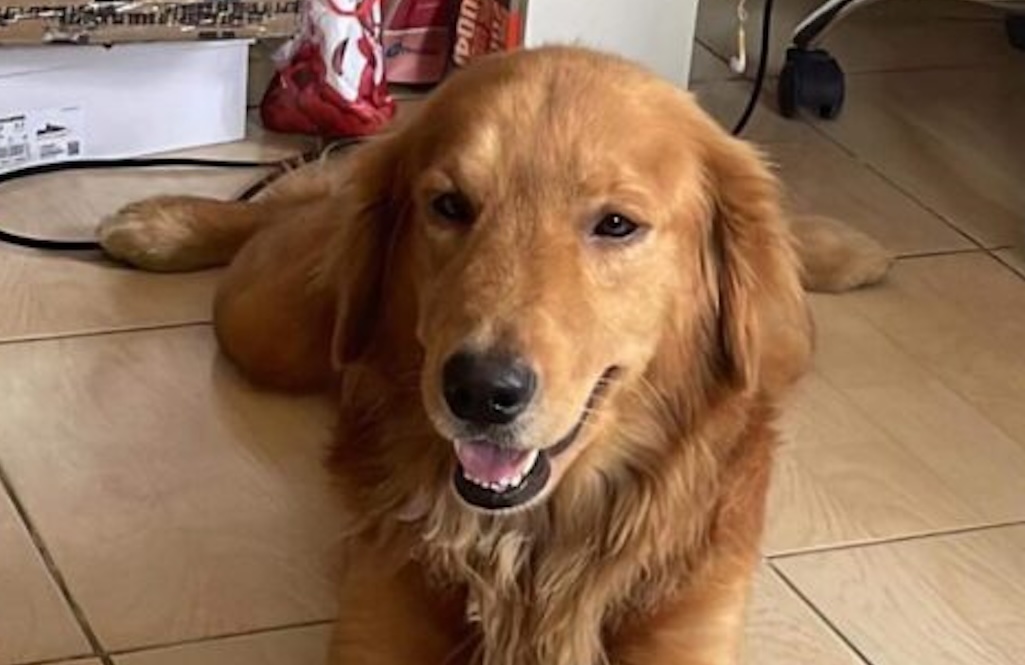 KILLUA UPDATE. Beloved Golden Retriever Killua who was brutally murdered and found by his keepers in a sack. File photo courtesy of Vina Rachelle / Facebook