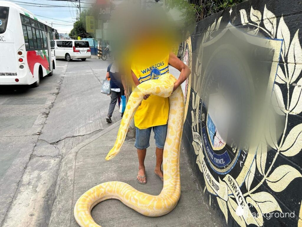 Python Mandaue: A "tamed" reticulated python is brought outside by its owner to slither and lounge lazily at a sidewalk in Mandaue City. | Dennis Singson