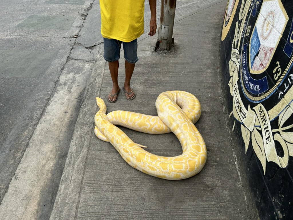 This 4-meter long, 100 kg python is fed 4 whole chickens in a week, says its owner. | Dennis Singson