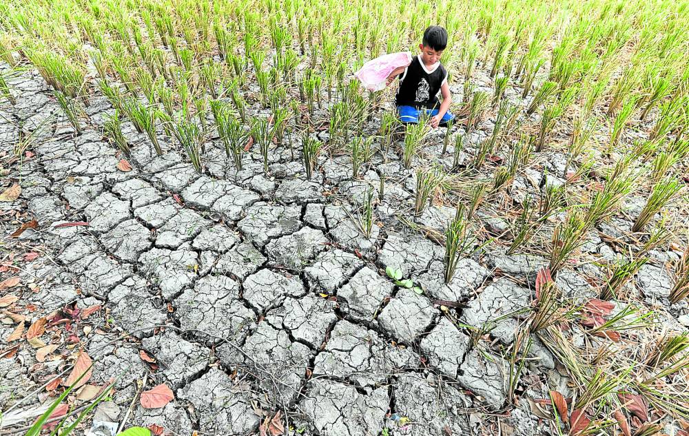 DRY SPELL A young boy inspects rice plants in a parched field in Tanza, Cavite in this file photo taken in May 2023.