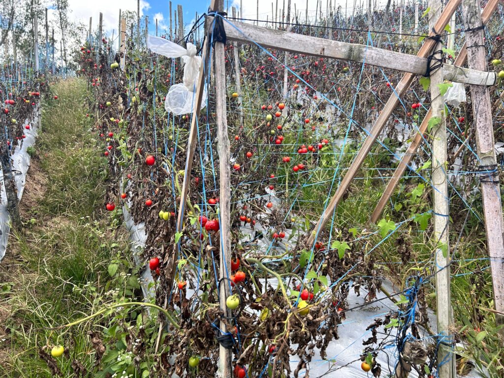 Damaged tomatoes due to El Niño and insufficient supply of water. CDN Digital photo by Niña Mae Oliverio