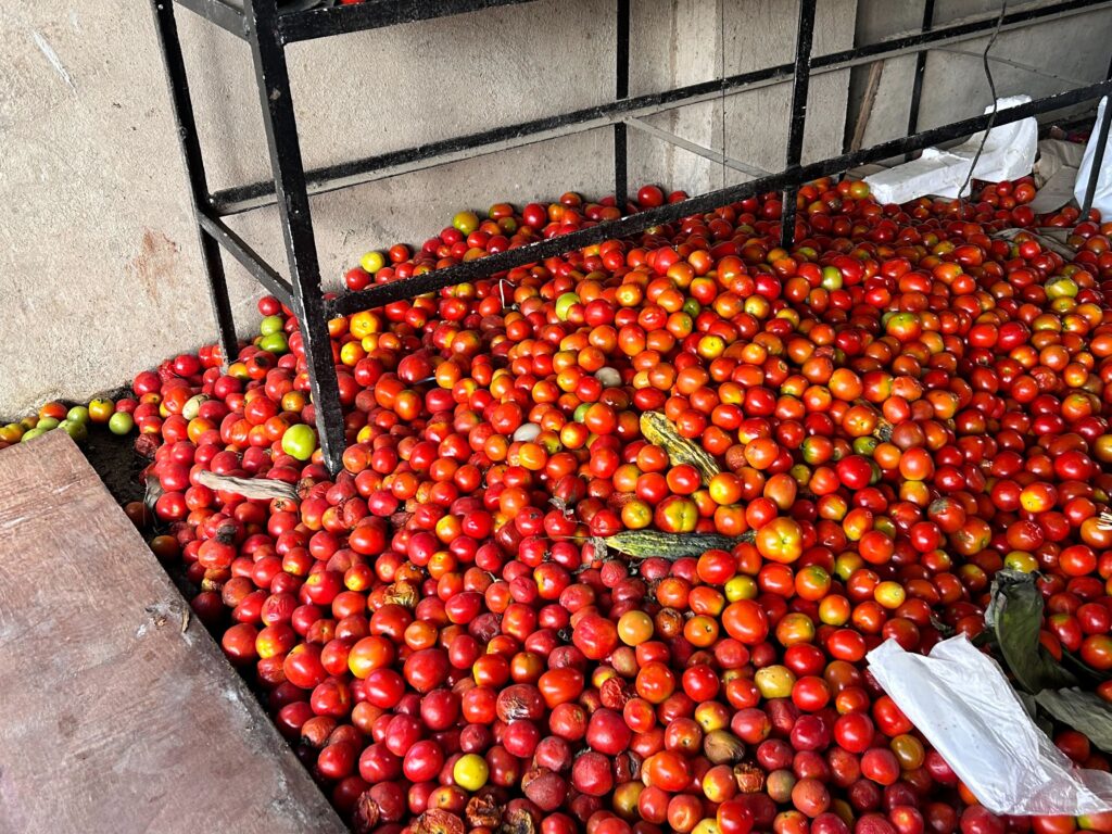 In photo are overriped tomatoes in Emelio Secretaria's warehouse.
