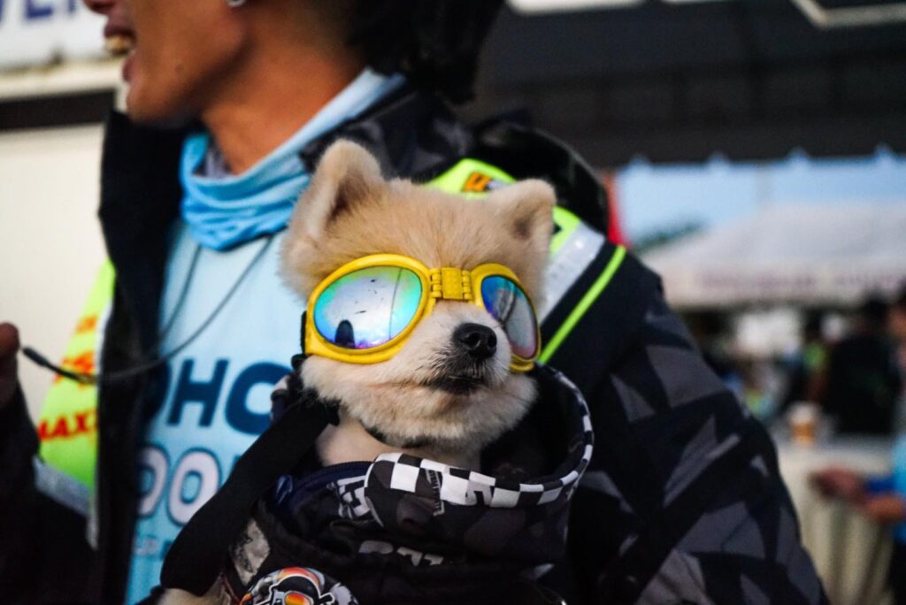 Moto Doggo stuns riders with canine cuteness