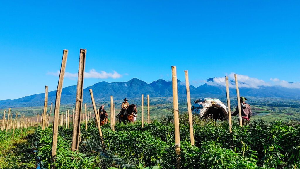 COOL SCENE Farmers in Talakag, Bukidnon, use horses to transport produce from their farms, as Mt. Kitanglad, a national park, looms in the distance in this November 2023 photo. The cool climate and sweeping landscape of Talakag make it one of the favorite destinations for agritourism in Northern Mindanao