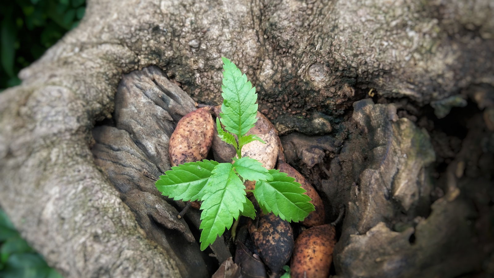 Recultivating and embracing Philippine Native Trees over Exotic species