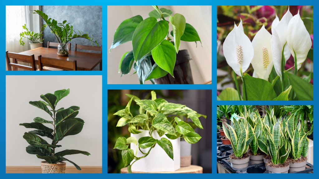 plants at home
