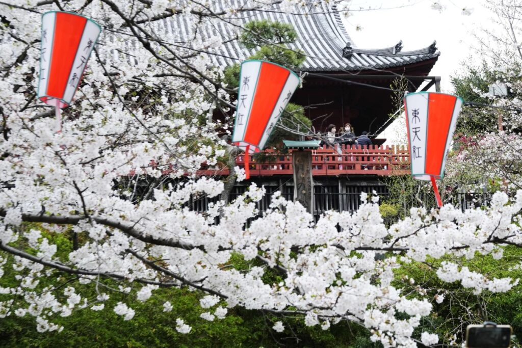 Visitors observe the seasonal cherry blossoms at the Ueno Park Friday, April 5, 2024, in Tokyo.